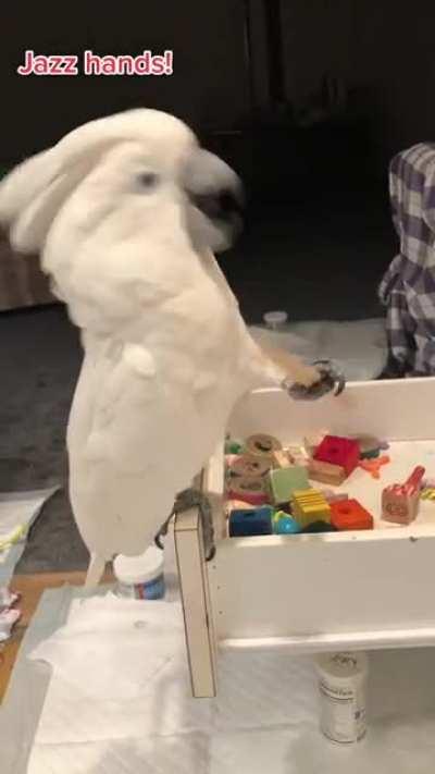Cockatoo does a wonderful dance