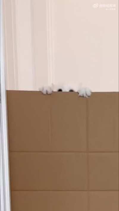 Just found this cat challenge video! So cute !!!