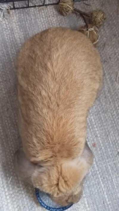 Twerkin for the naners! (Shhh.. 🤫 I put his after-spay medicine in it)