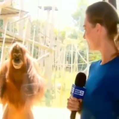 Mamaco psicopata MonkaW