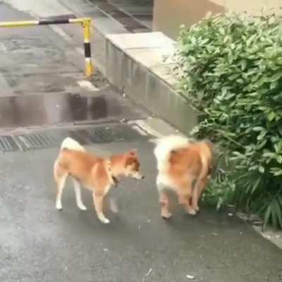 Some say they are still peeing to this very day.