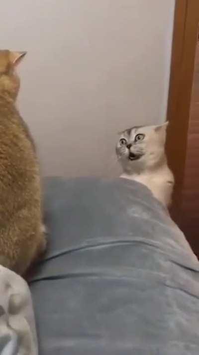 Can someone please tell me what they talking about 😹😹.