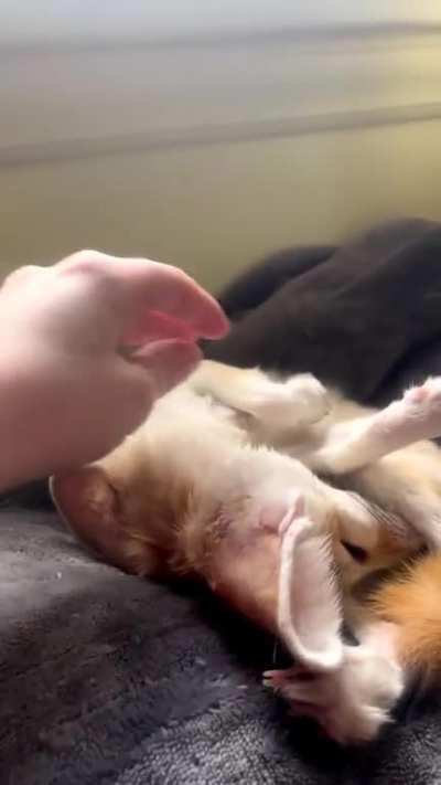 Gently stroke the fen