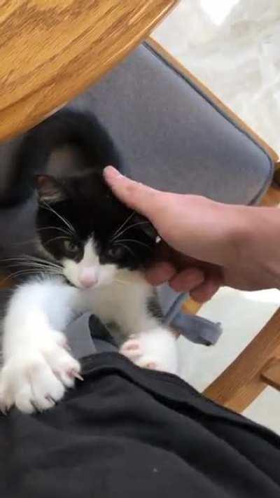 Kitten flashes his murder mittens while purring