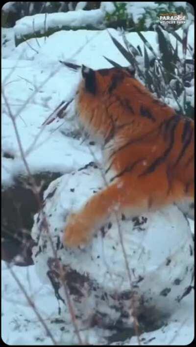 Tiger playing with snowball