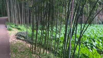 Not too old to zoom for a treat