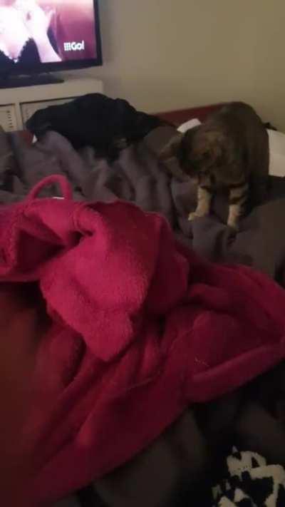 The first video I ever took of my kitten