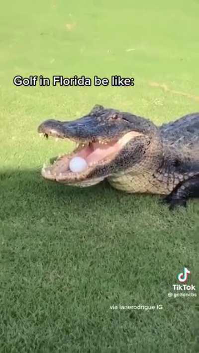 Come get your ball bitch