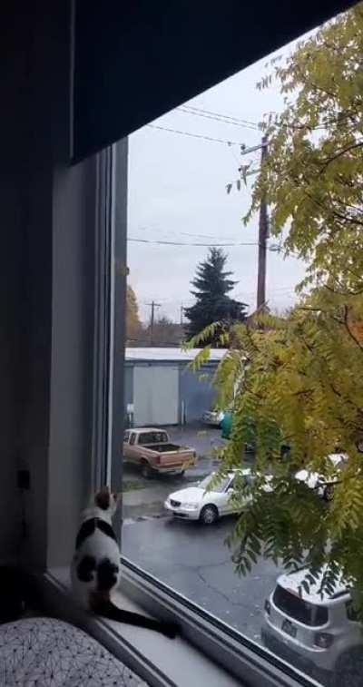 Shes been at it for half an hour trying to figure out how to get that evil leaf