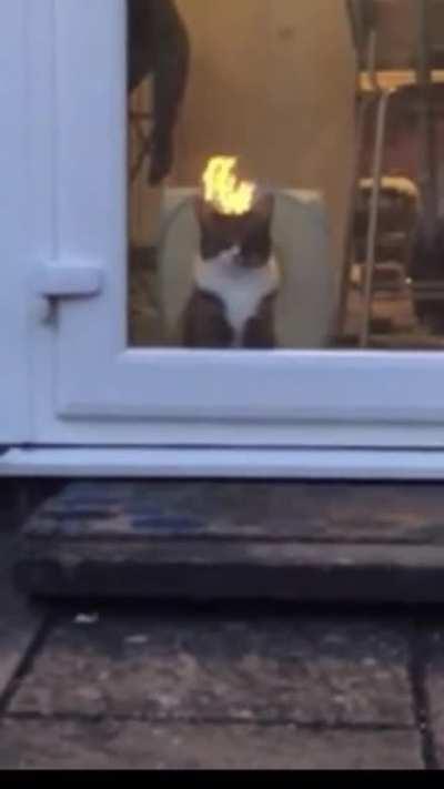 Demon kitty is on fire