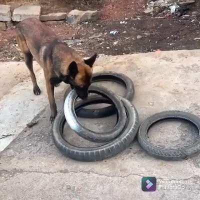 Smart dog helps his human move tires, and figures out how to carry four tires in one bite