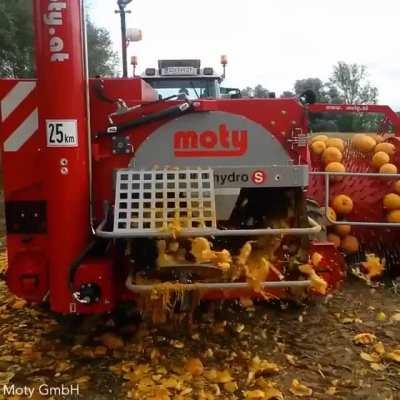 A pumpkin seed harvester picks up pumpkins in the field with a spiked wheel and smashes them up to get the seeds