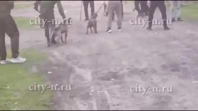 Новокузнецк: люди, якобы связанные с наркотиками, «грозятся поджечь дома людям из-за того, что те не дают им рыть закладки». Местные жители встречают их топором и собаками. В драке один из нападавших успел ударить собаку, а другой попал факелом по лицу ме