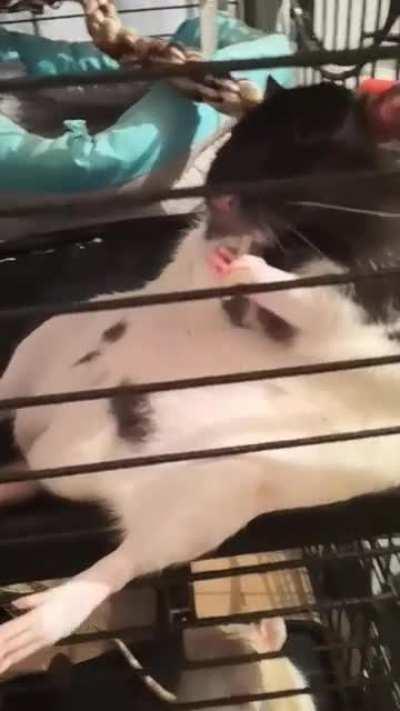 Ratthew is a pasta grabbing expert.