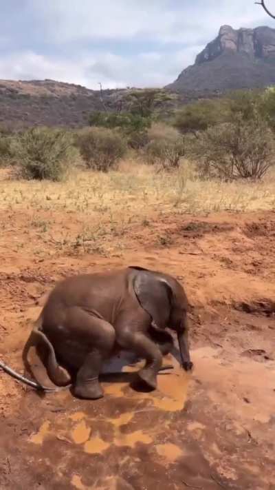 Sometimes you just need a good butt scratch. This baby elephant has mastered it