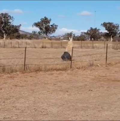 Idiot fighting a bucket