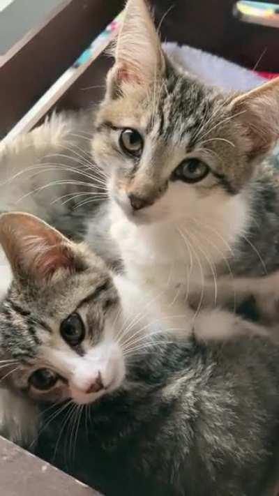 Kitten sisters purr and squeak💕
