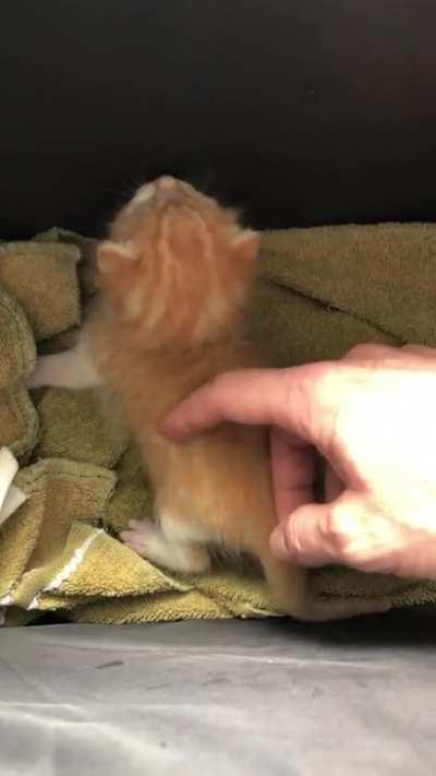 Friend rescued this unlawfully one