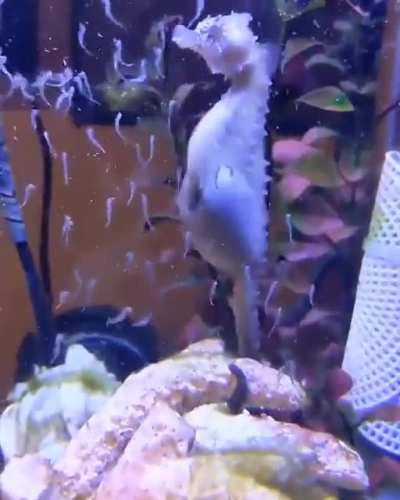 Thanks, I hate seahorses giving birth.