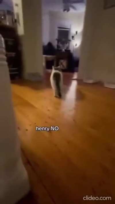 Cats intrusive thoughts 🤣