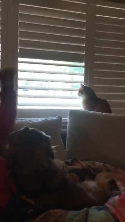 showing dominance over owner