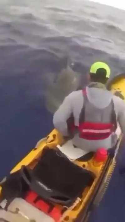 Kayaker gets a close call with a tiger shark seconds from his leg.