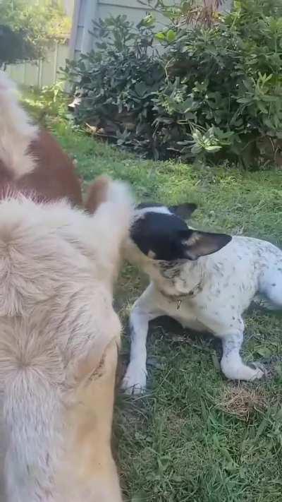 Showered with kisses