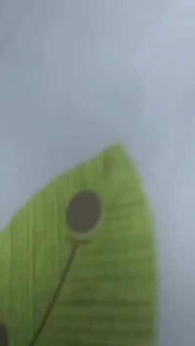 Bottle cap challenge gone wrong