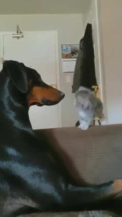 Vicious! Not for the faint of heart!