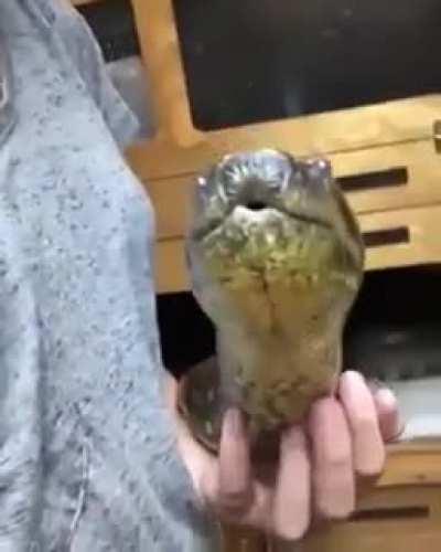 Anaconda getting love