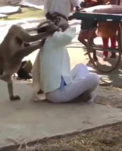 Don’t mess around with monkeys 😬
