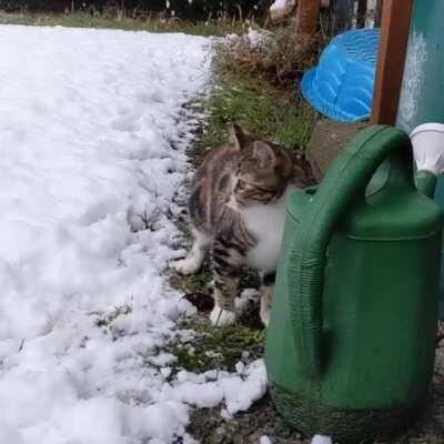 Kitten's first snowfall
