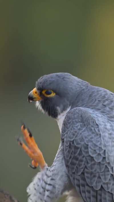 Peregrine falcon cleaning breakfast off his beak (Connecticut, USA)