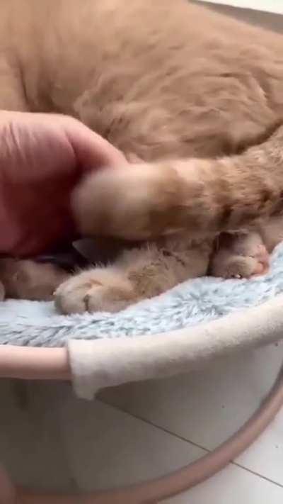 The most polite babysitter! They've been friends since they were babies!🥰