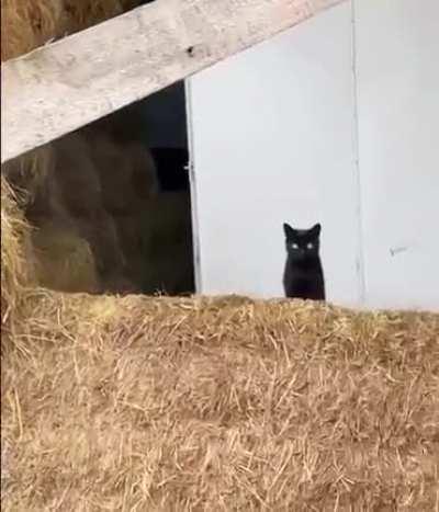 The army is ready, my lord, we attack at midnight