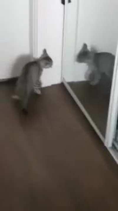 Kitten fights its own reflection, dude loses it