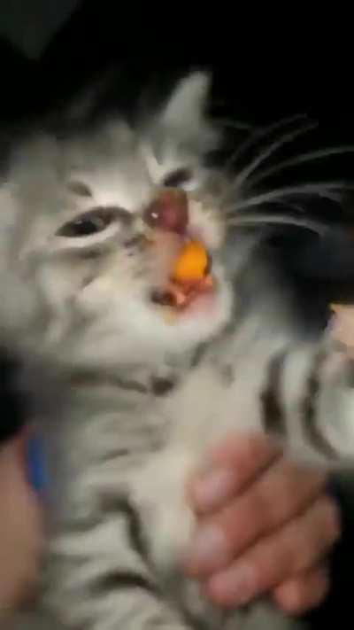 Cat has it's priorities straight