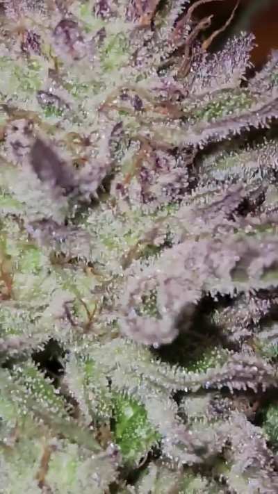 🍋 drip outdoor bred by exotic genetix