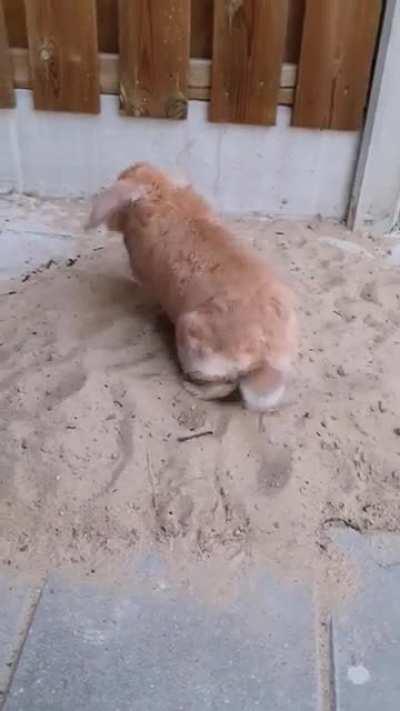 I'm so obsessed with her dancing ears