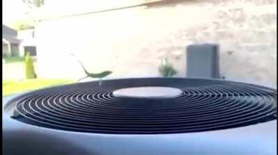 🦎Lizard🦎 walking on air🌬?????? Lizard-Thrak union?????