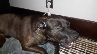 Sometimes when my deaf puppy tries to talk to me nothing comes out and she looks silly.