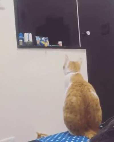 Lemme catch your toy, kitty