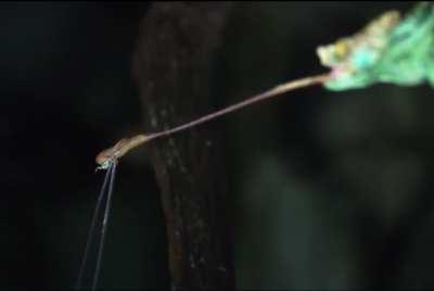 How a chameleon shoots its tongue in slow mo. (Credit to Slow Mo guys)