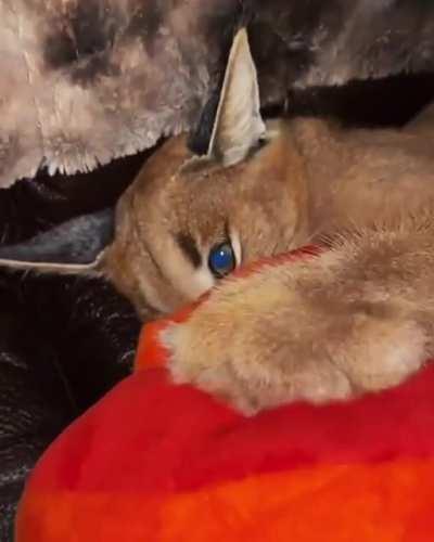 Floppa has been mistaken for Sogga.