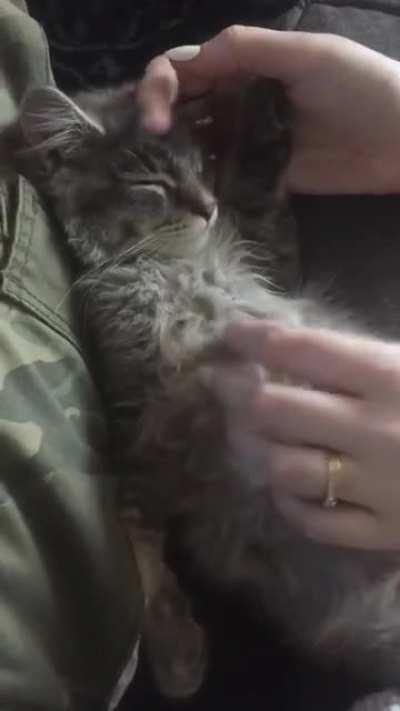 Sleepy kitten belly rubs