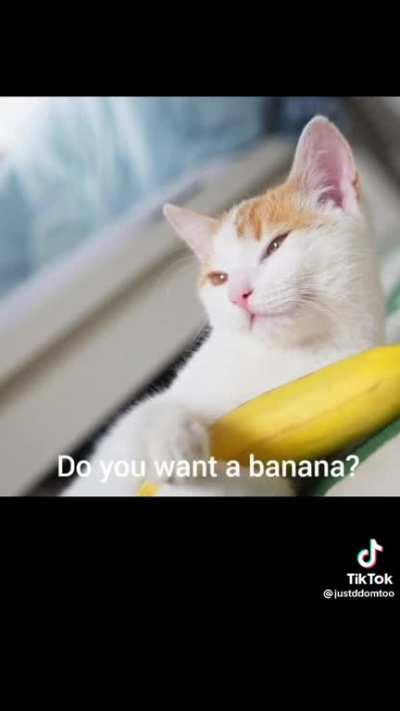 Banana cat (not mine)