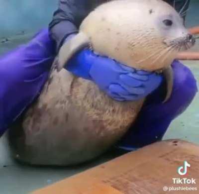 This Absolutely round boy