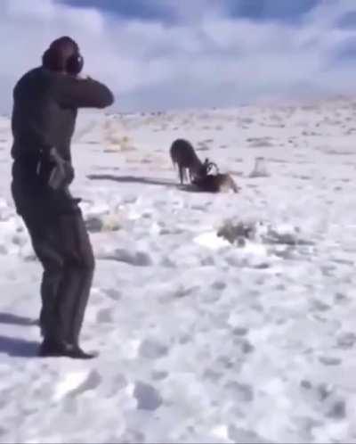 Unreal shot by the ranger, bucks live to see another day