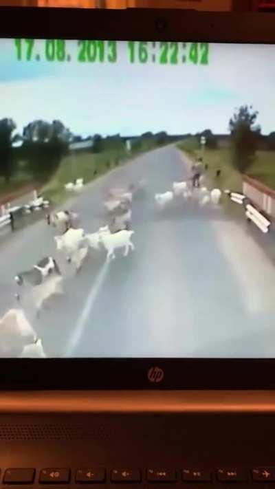 Cursed_sheep
