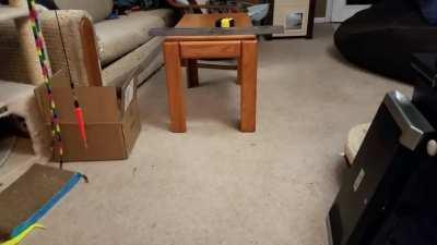 this is my friend's cat